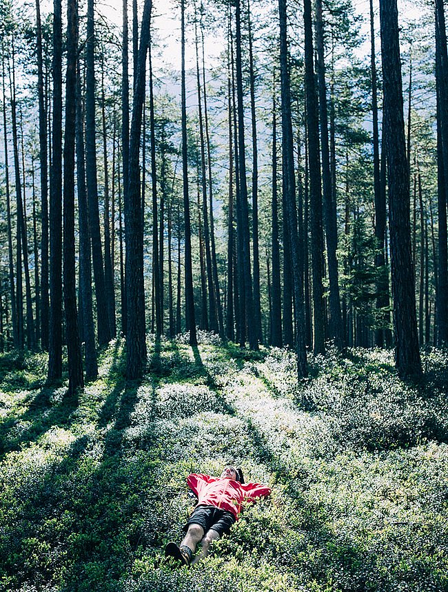 La mousse de nos forêts