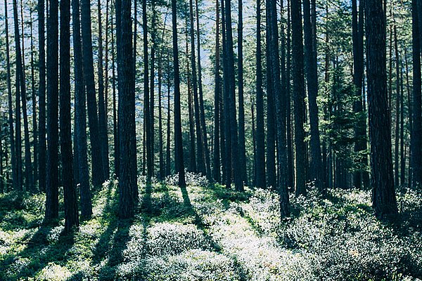 La mousse de nos forêts