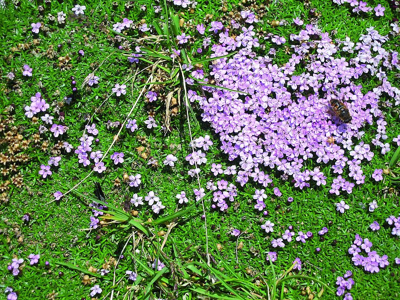La flore sur le mont Hemerkogel