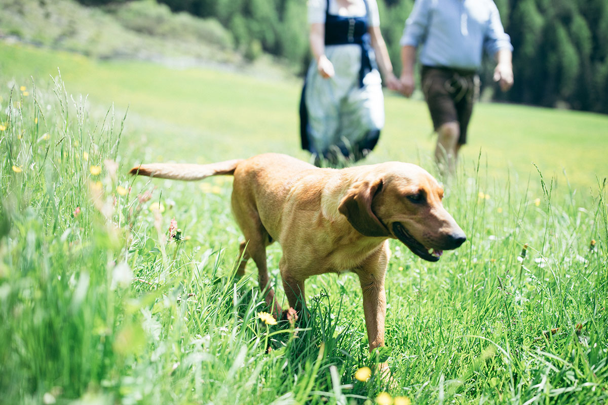 Vacances avec un chien